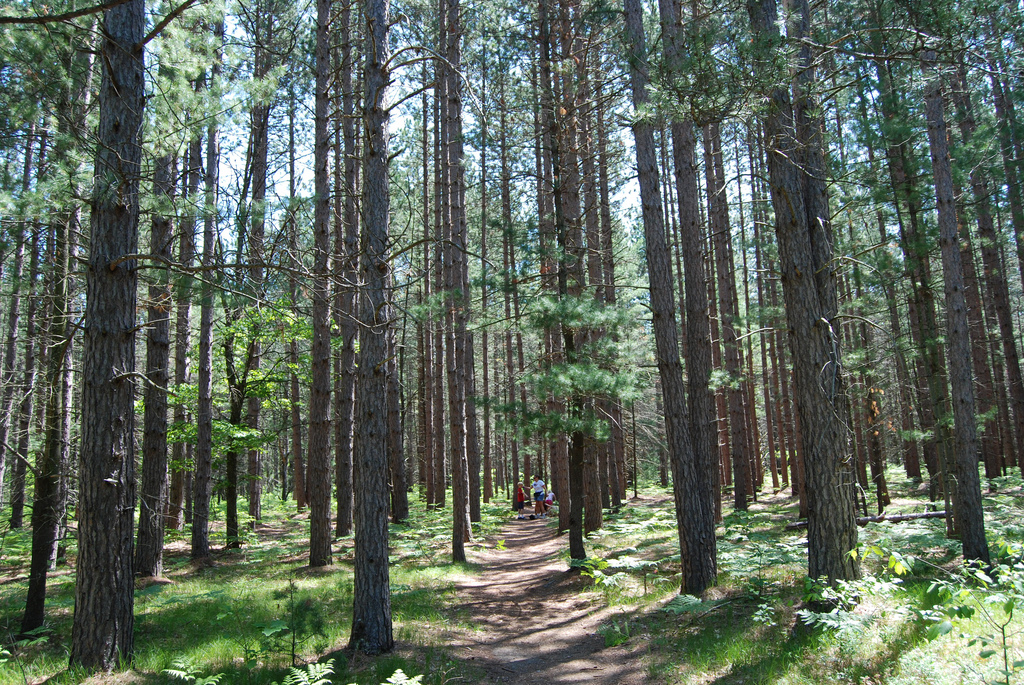 hartwick-pines-state-park-trail-up-north-trails