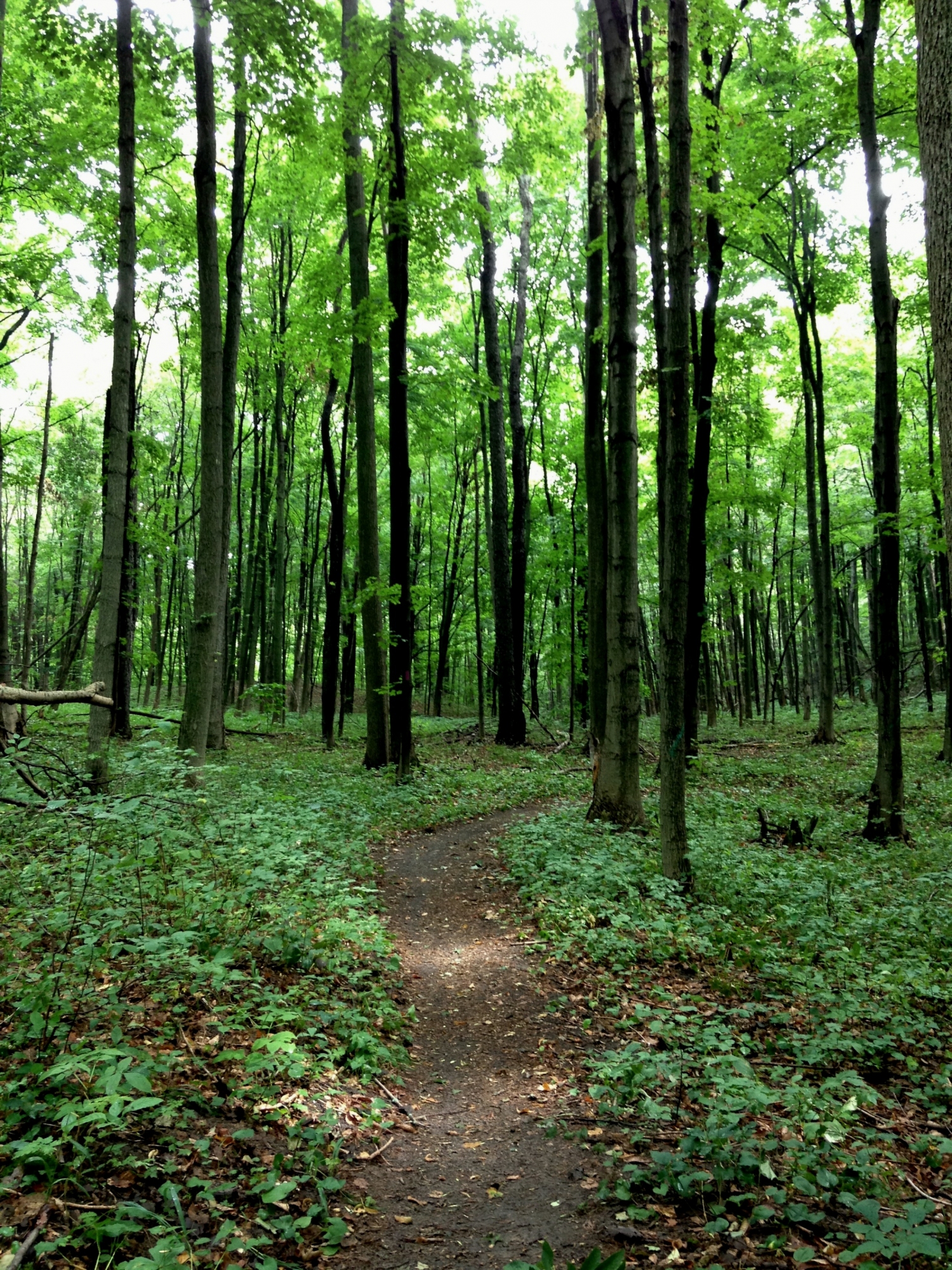 Arcadia Dunes: The C S Mott Preserve : Up North Trails Arcadia Dunes: The C S Mott Preserve : Up North Trails